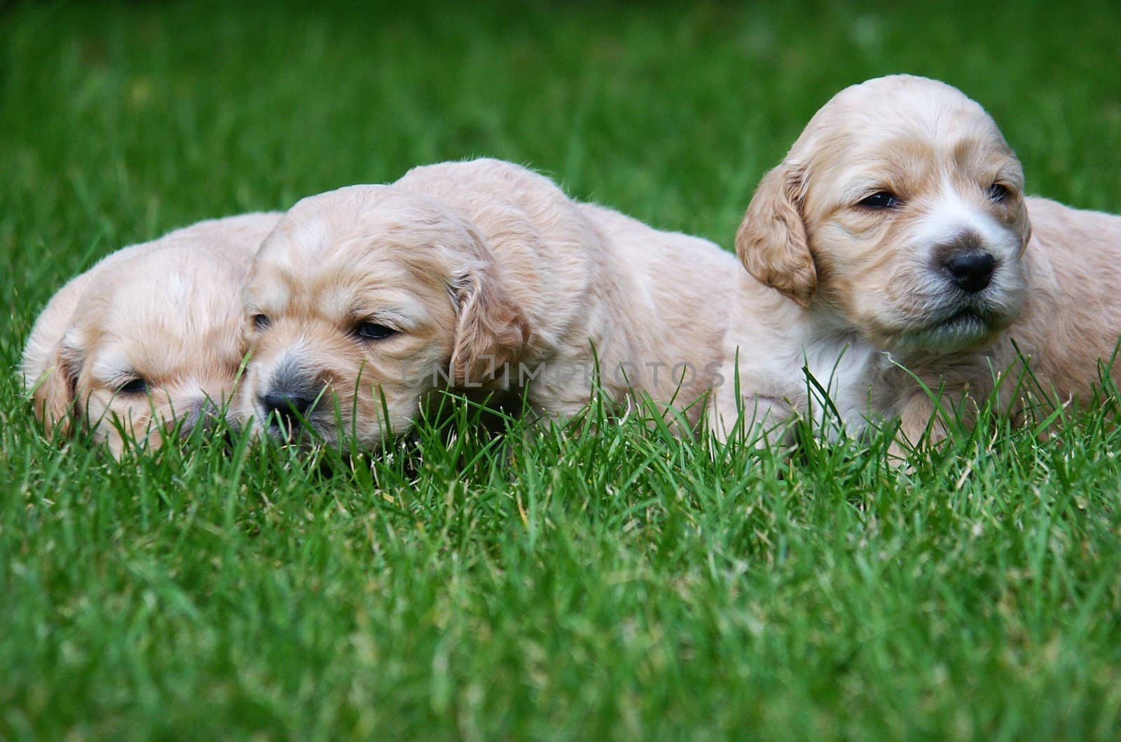 puppy on the grass, horizontally framed picture