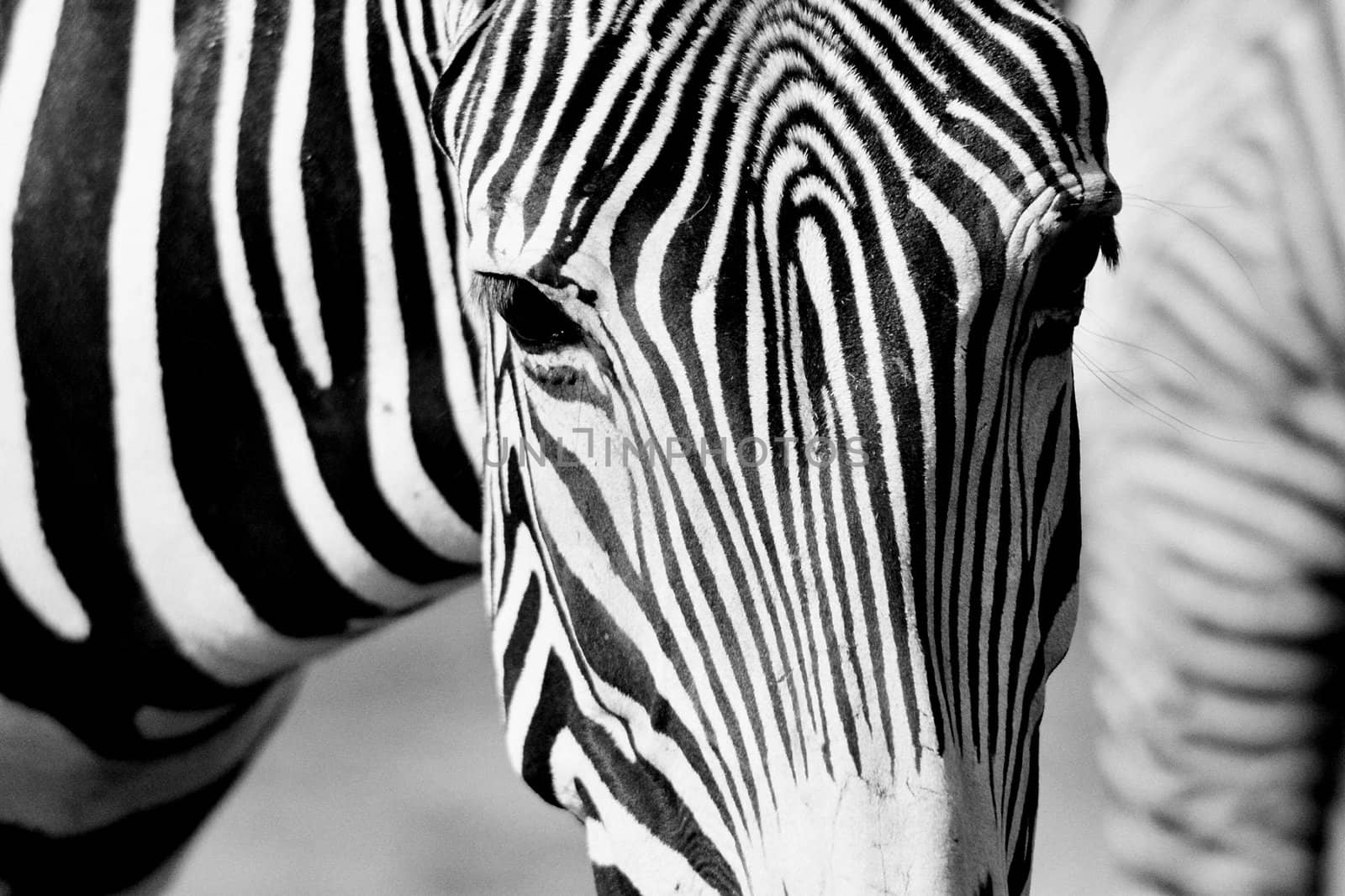 black and white picture of zebra, horizontally framed shot