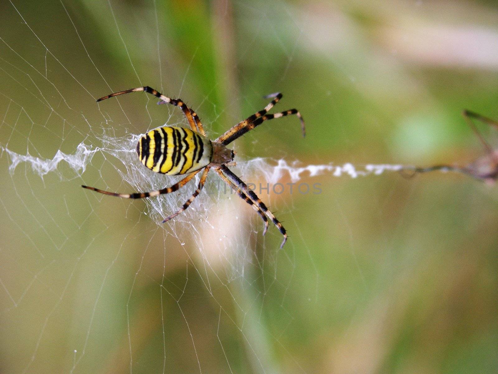 spider on the spider web, orizontally framed shot