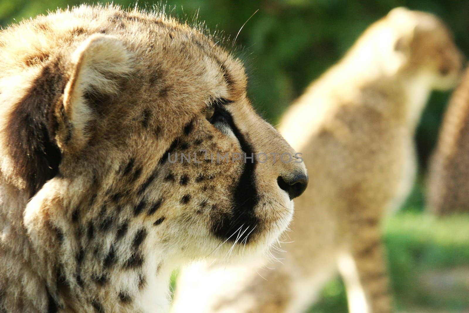 two leopard sit in czech zoo, vertically framed shot