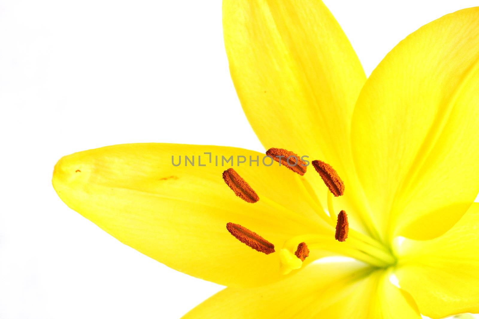 Isolated shot of a yellow lily on white background