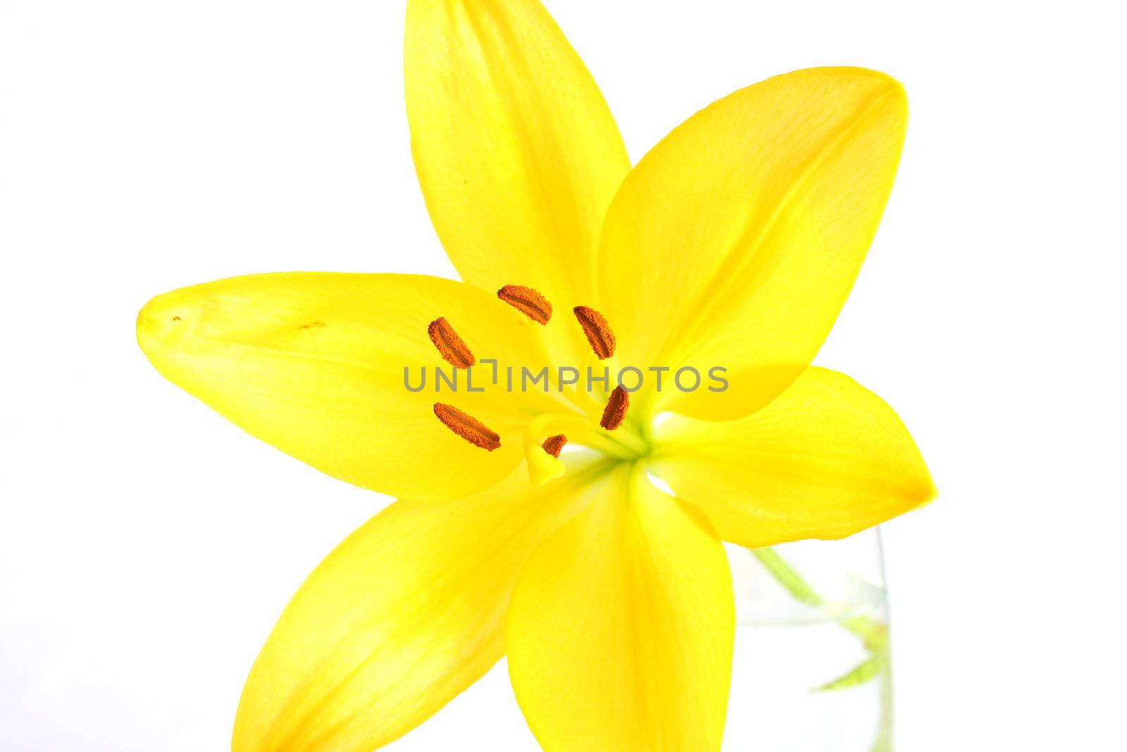 Isolated shot of a yellow lily on white background