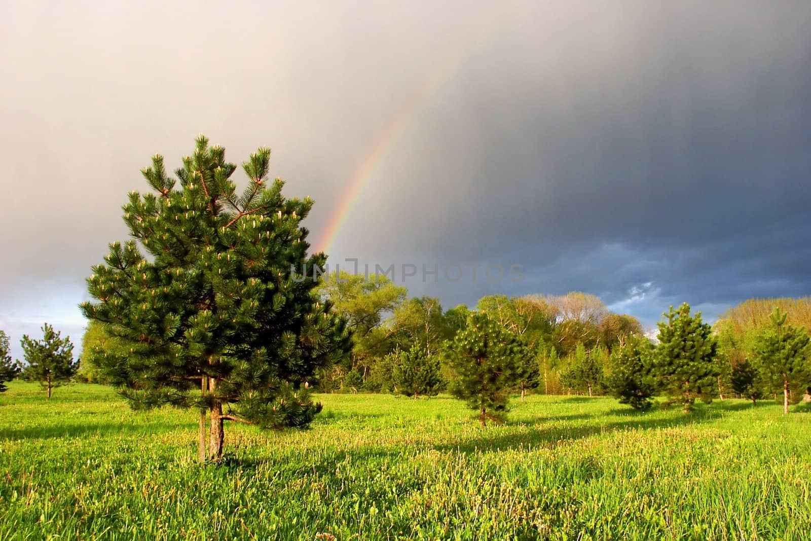 rainbow at the green field with tree and blue sky