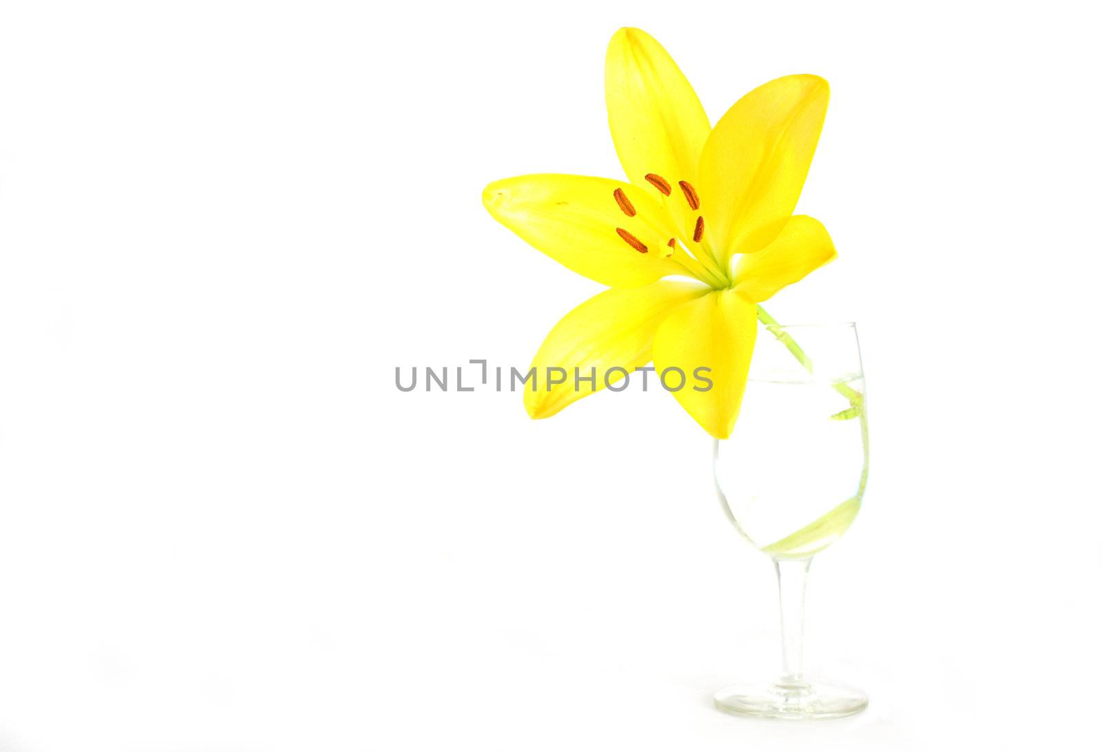 Isolated shot of a yellow lily on white background