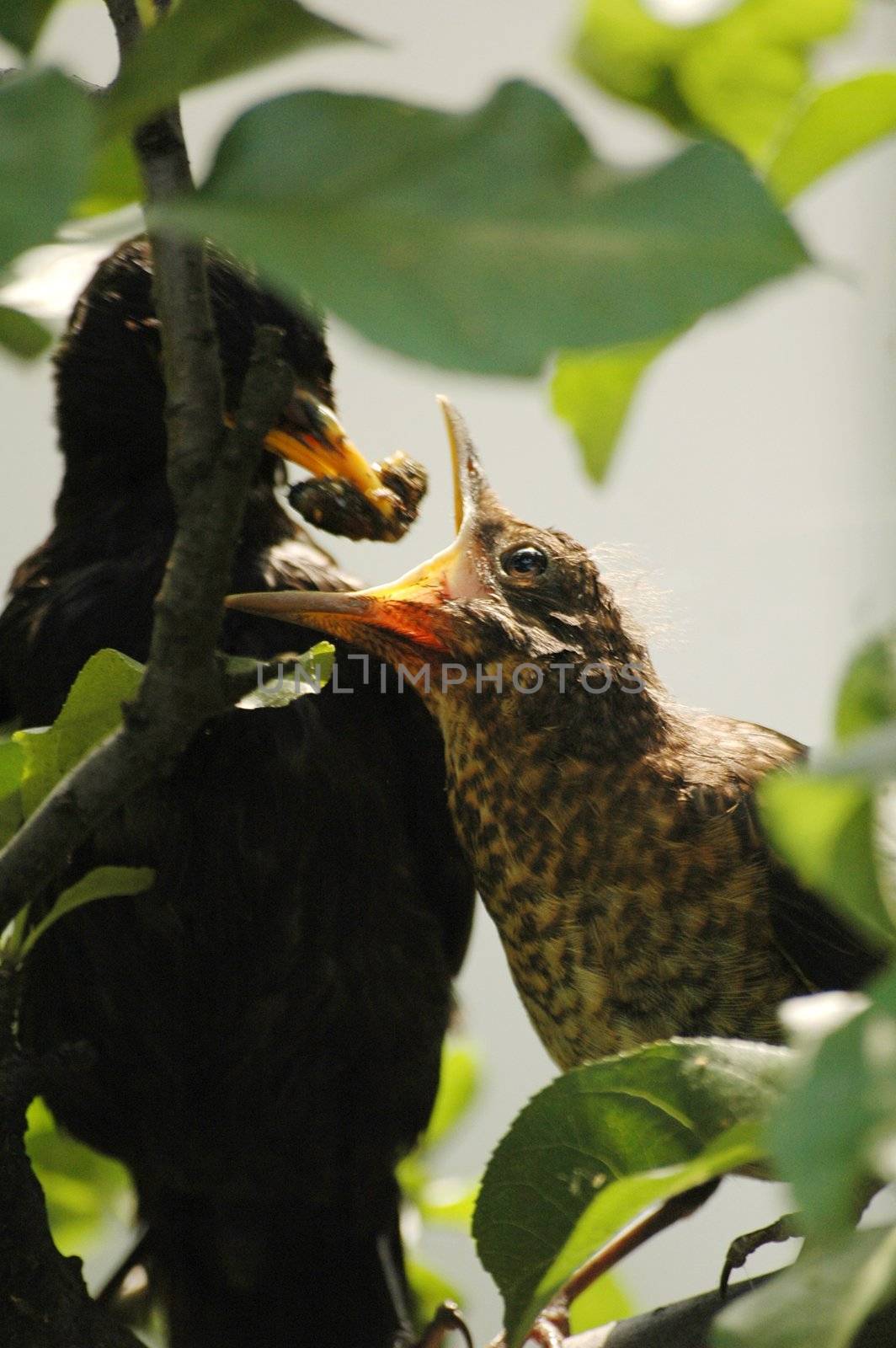 blackbird feeds baby bird, vertically framed shot