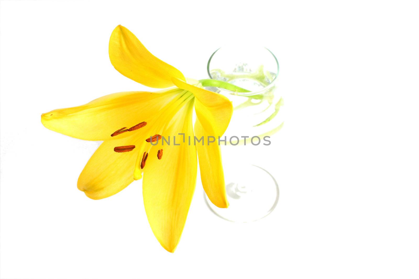 Isolated shot of a yellow lily on white background