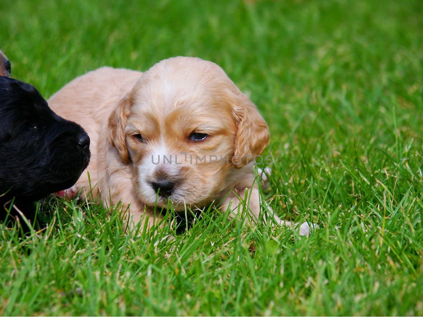 puppy on the grass, horizontally framed picture