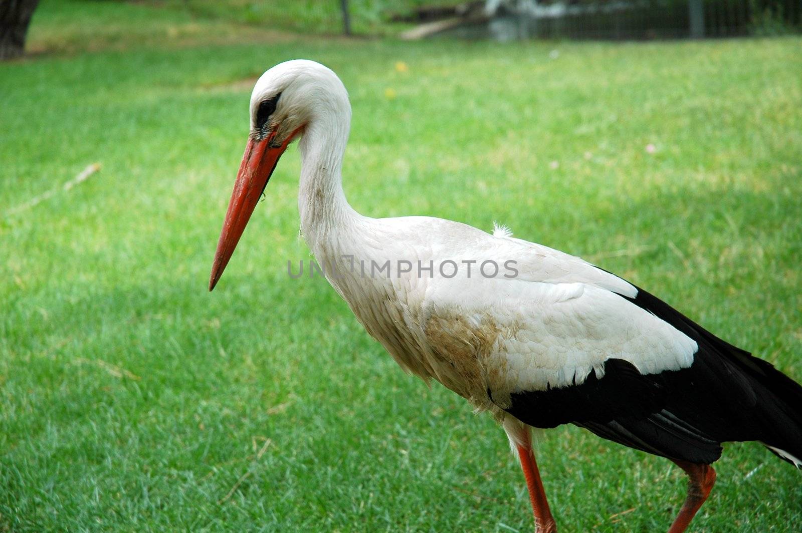 white stork in madrid zoo with green grass