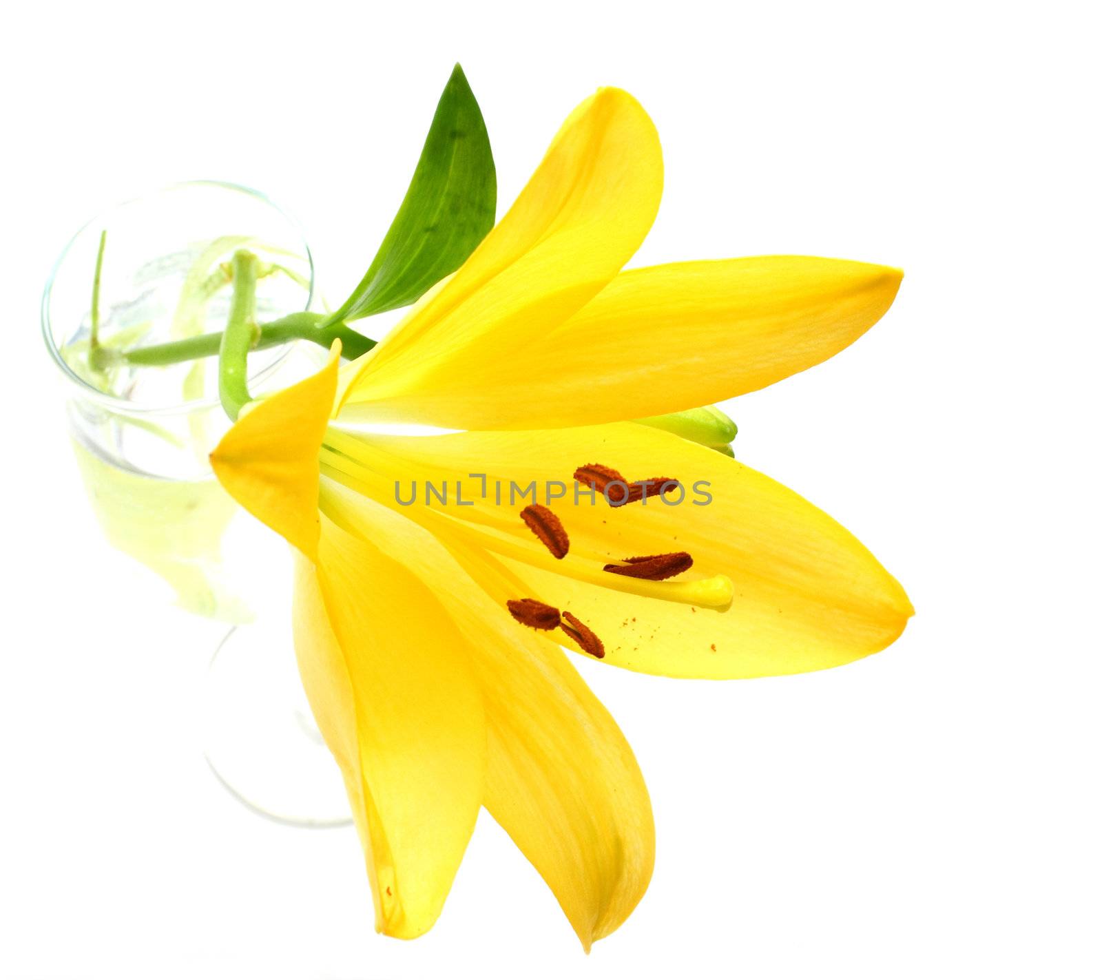 Isolated shot of a yellow lily on white background