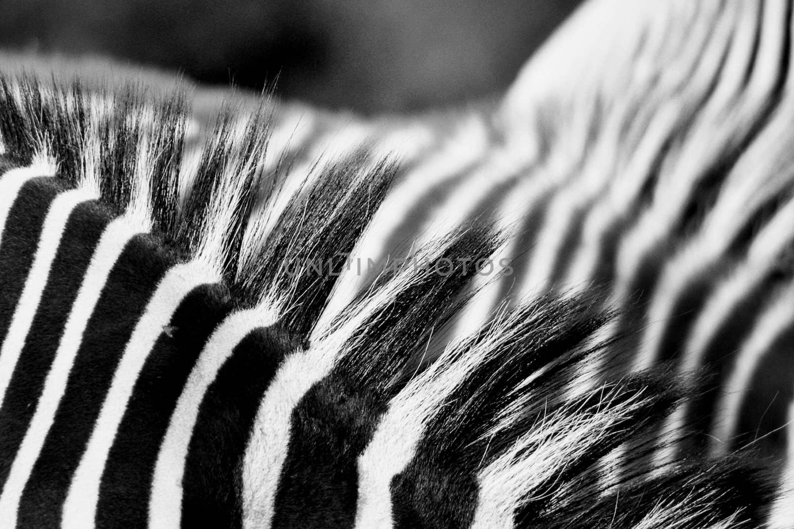 zebra by lehnerda