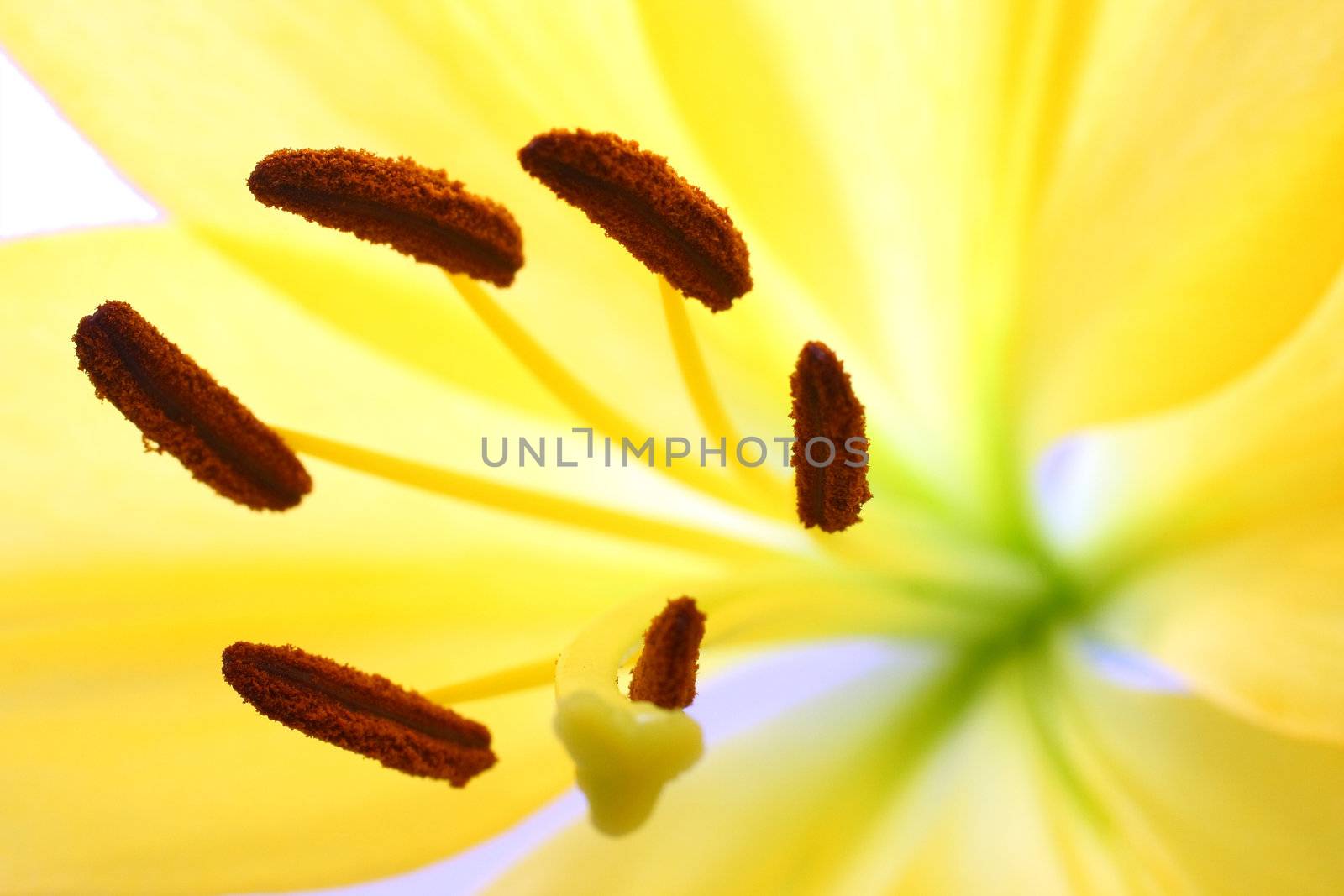 Isolated shot of a yellow lily on white background