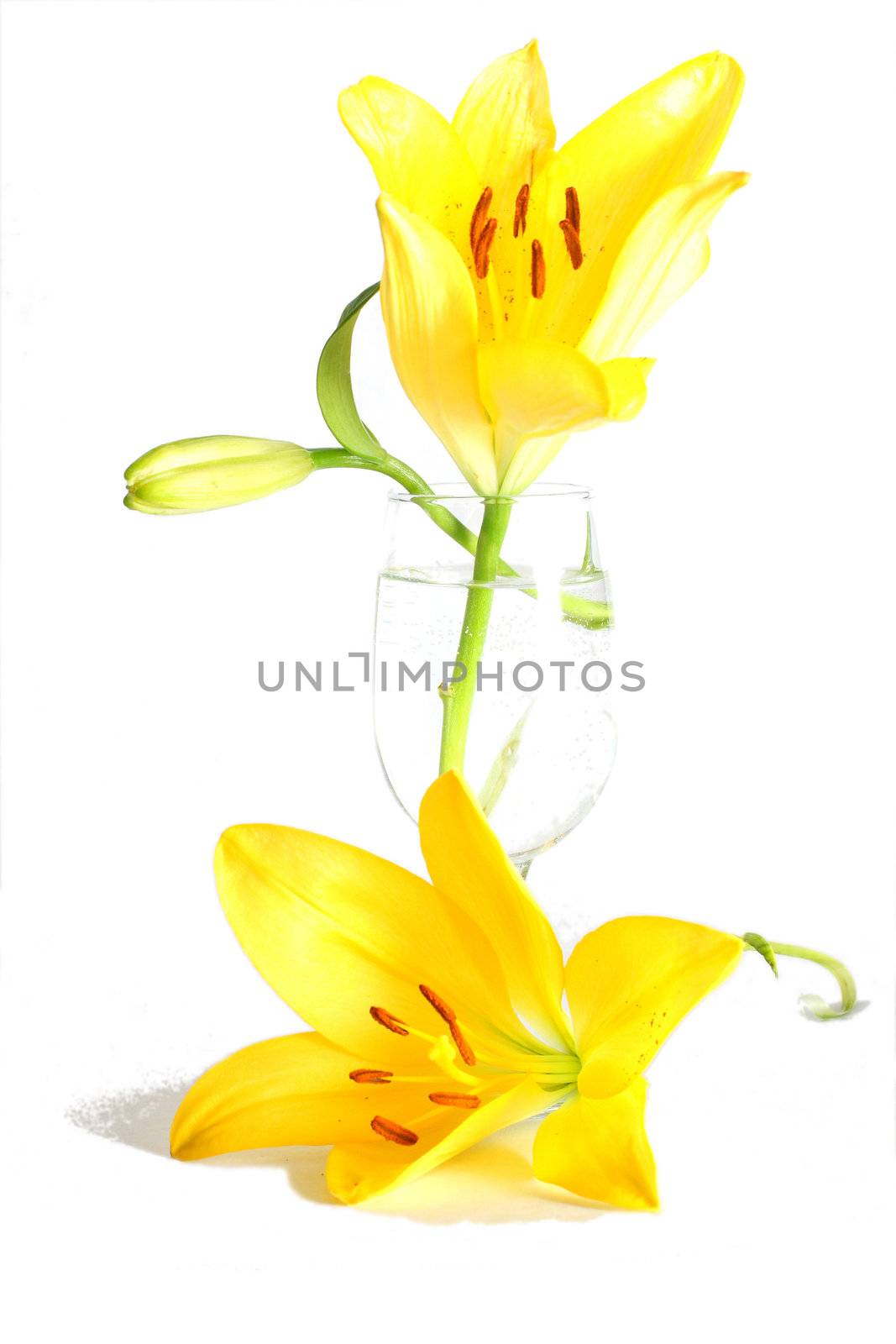 Isolated shot of a yellow lilies on white background