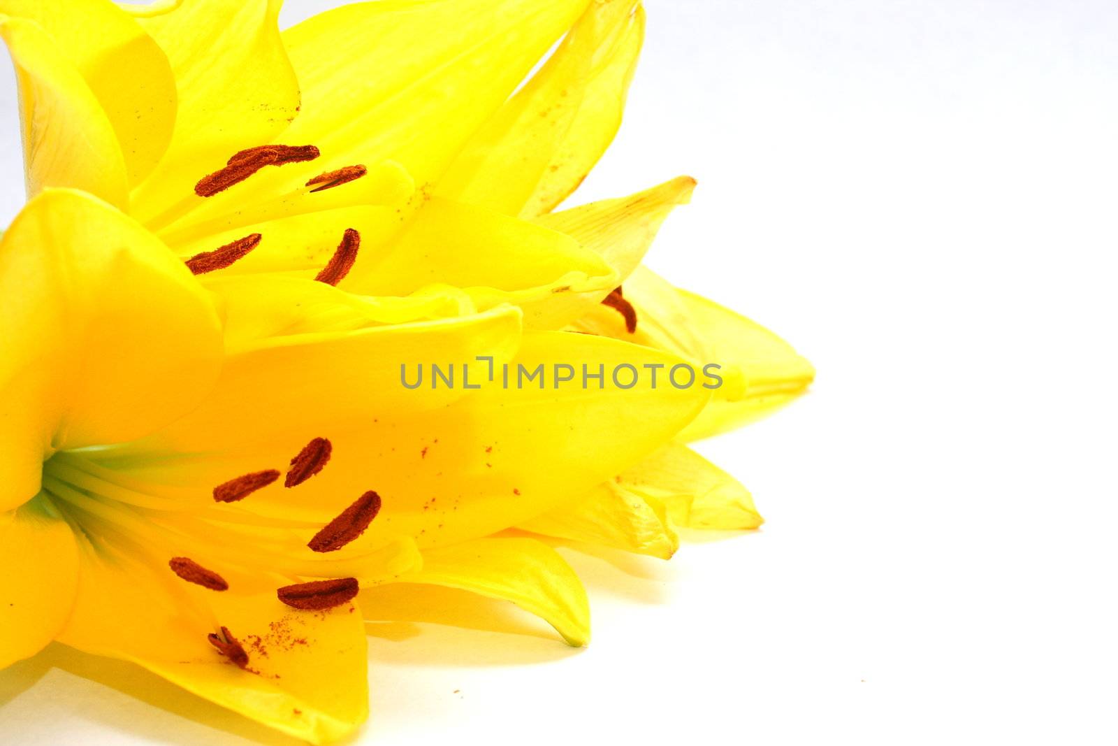 Isolated shot of a yellow lilies on white background