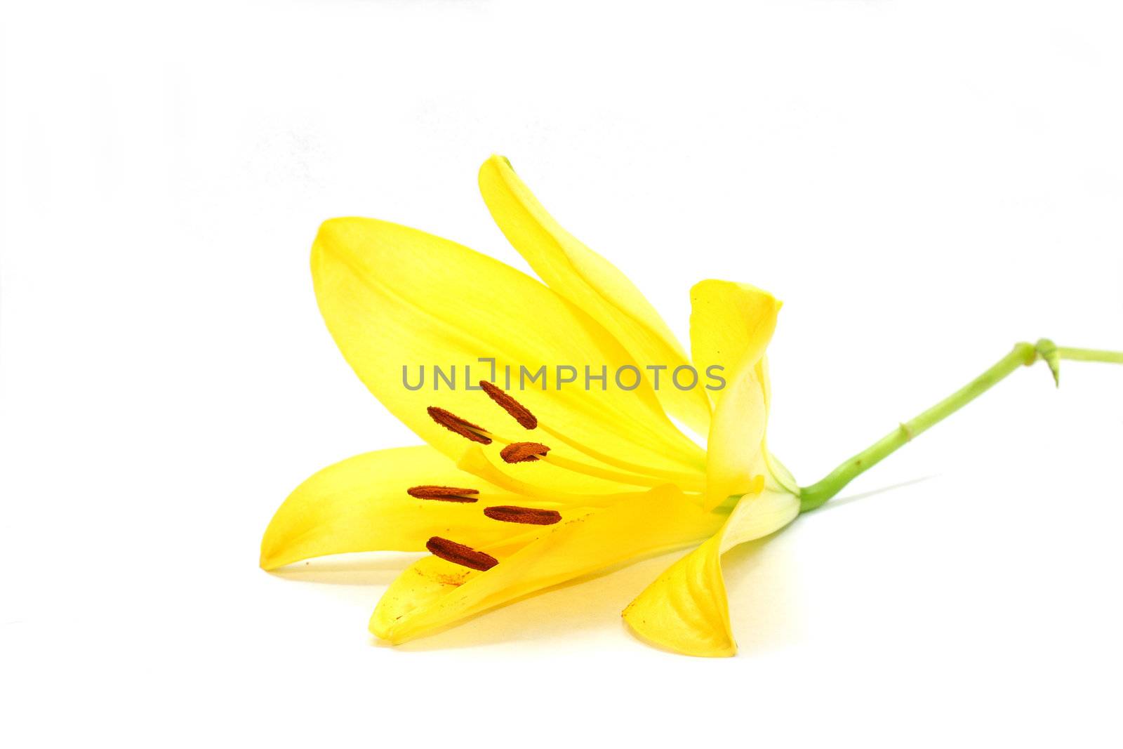 Isolated shot of a yellow lily on white background
