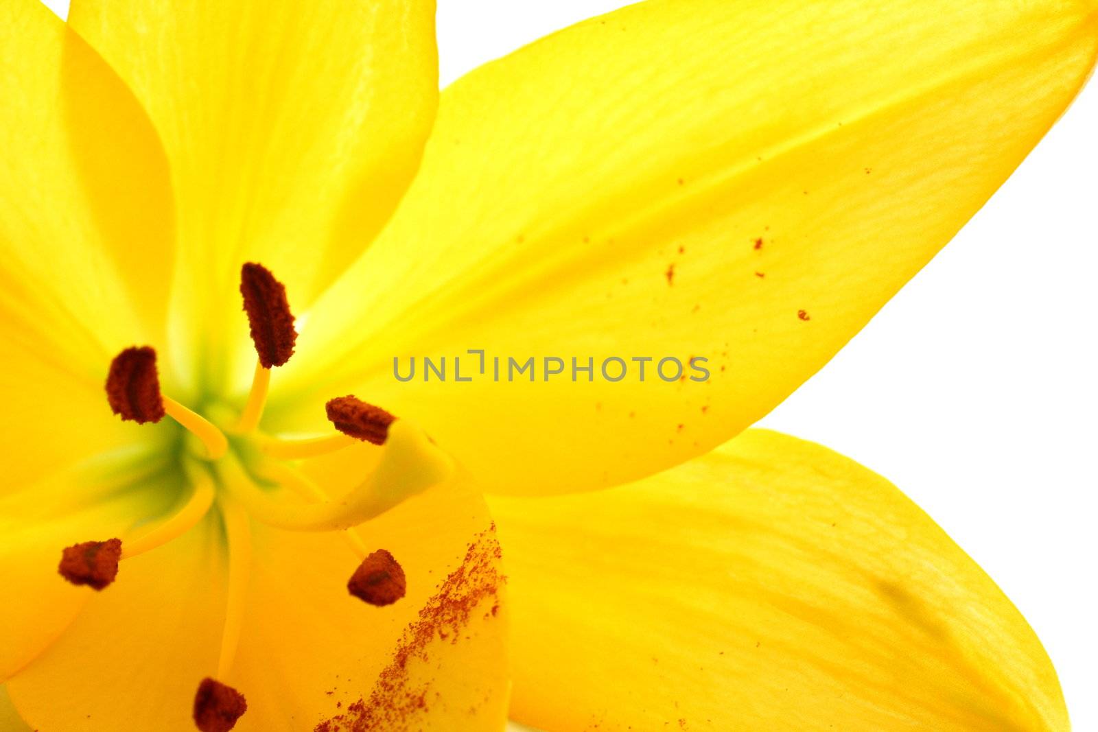 Isolated shot of a yellow lily on white background