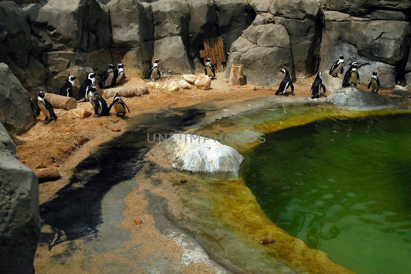 penguin in zoo by lehnerda
