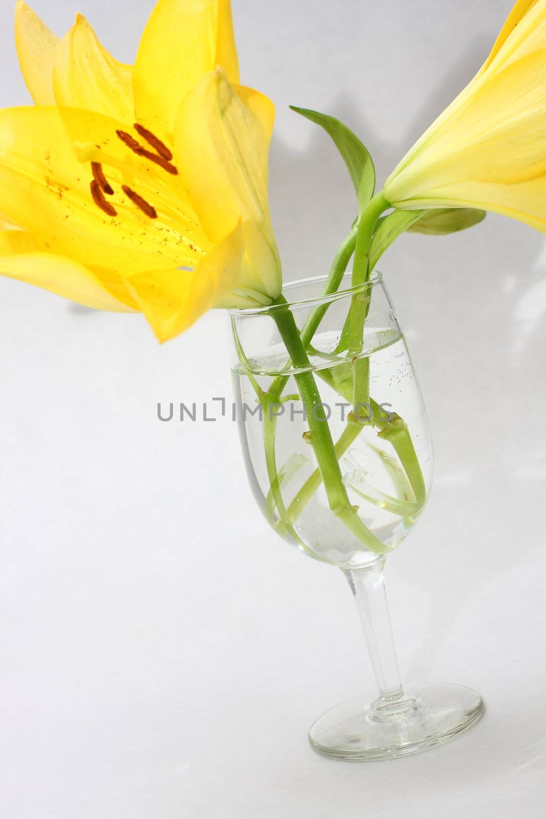 Isolated shot of a yellow lilies on white background