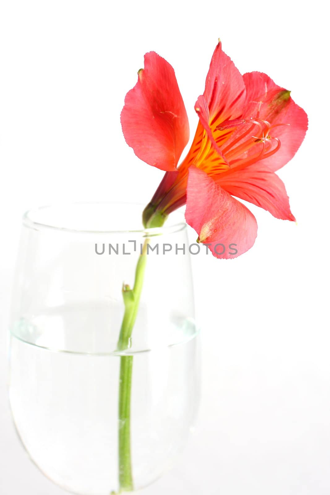 Red peruvian lily on white background in a wine glass