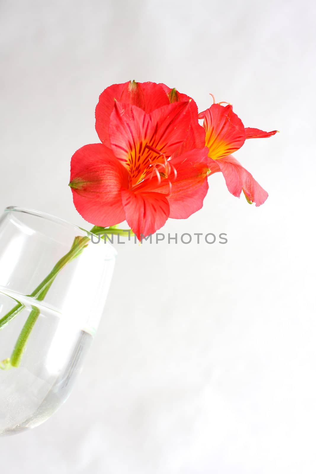 Red peruvian lily on white background in a wine glass