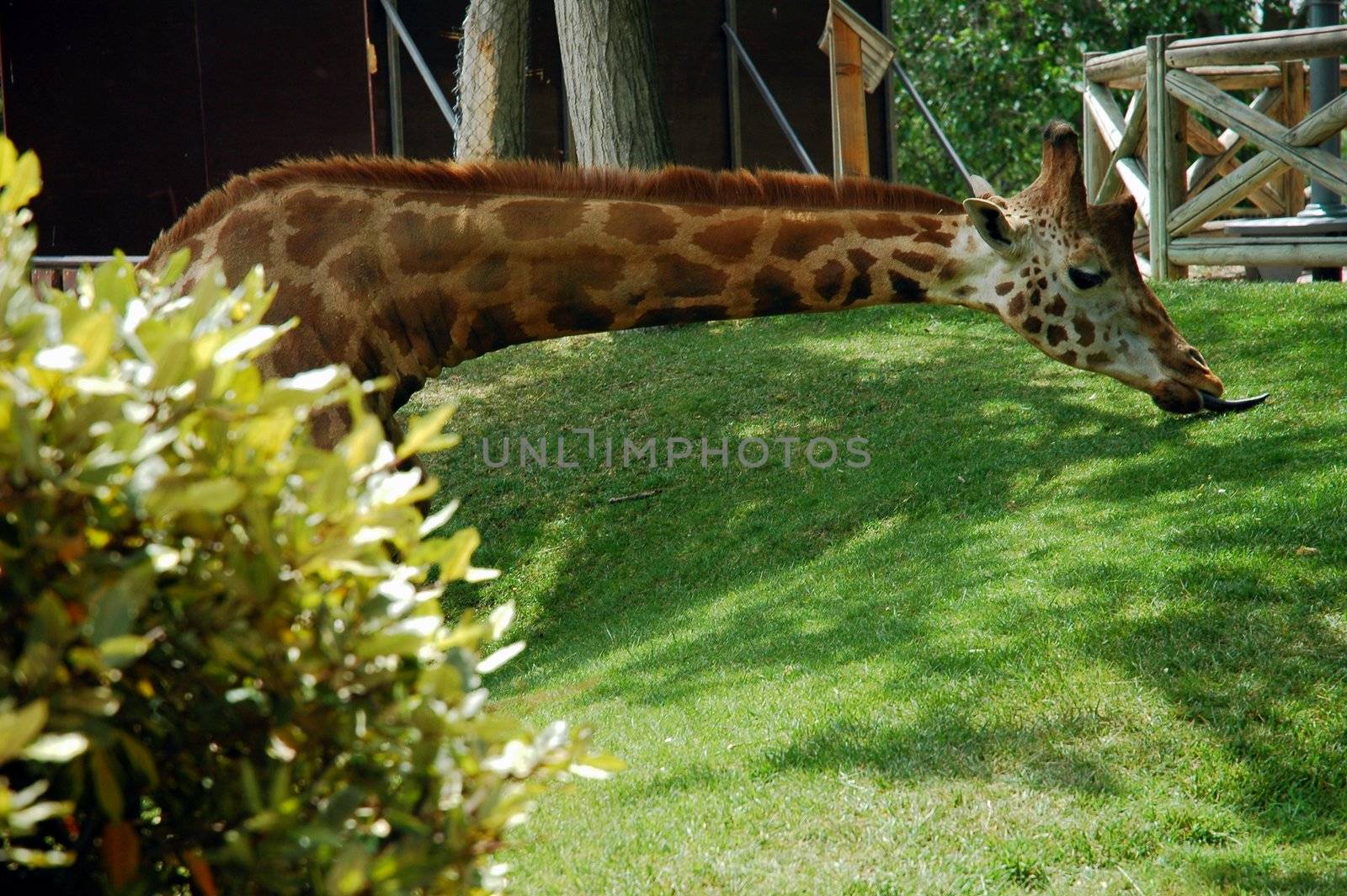 giraffe in madrid zoo kepping out at grass