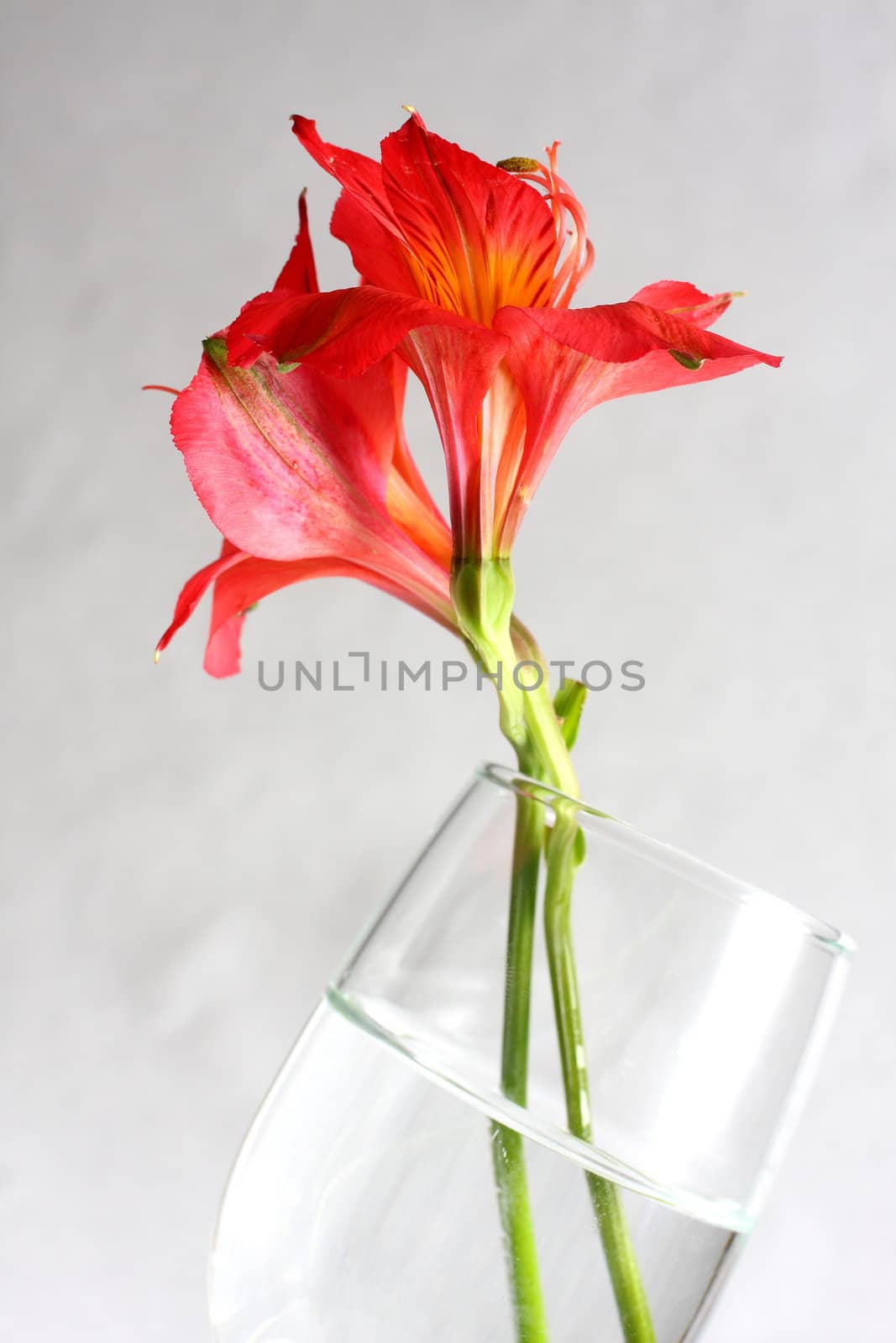 Red peruvian lily on white background in a wine glass
