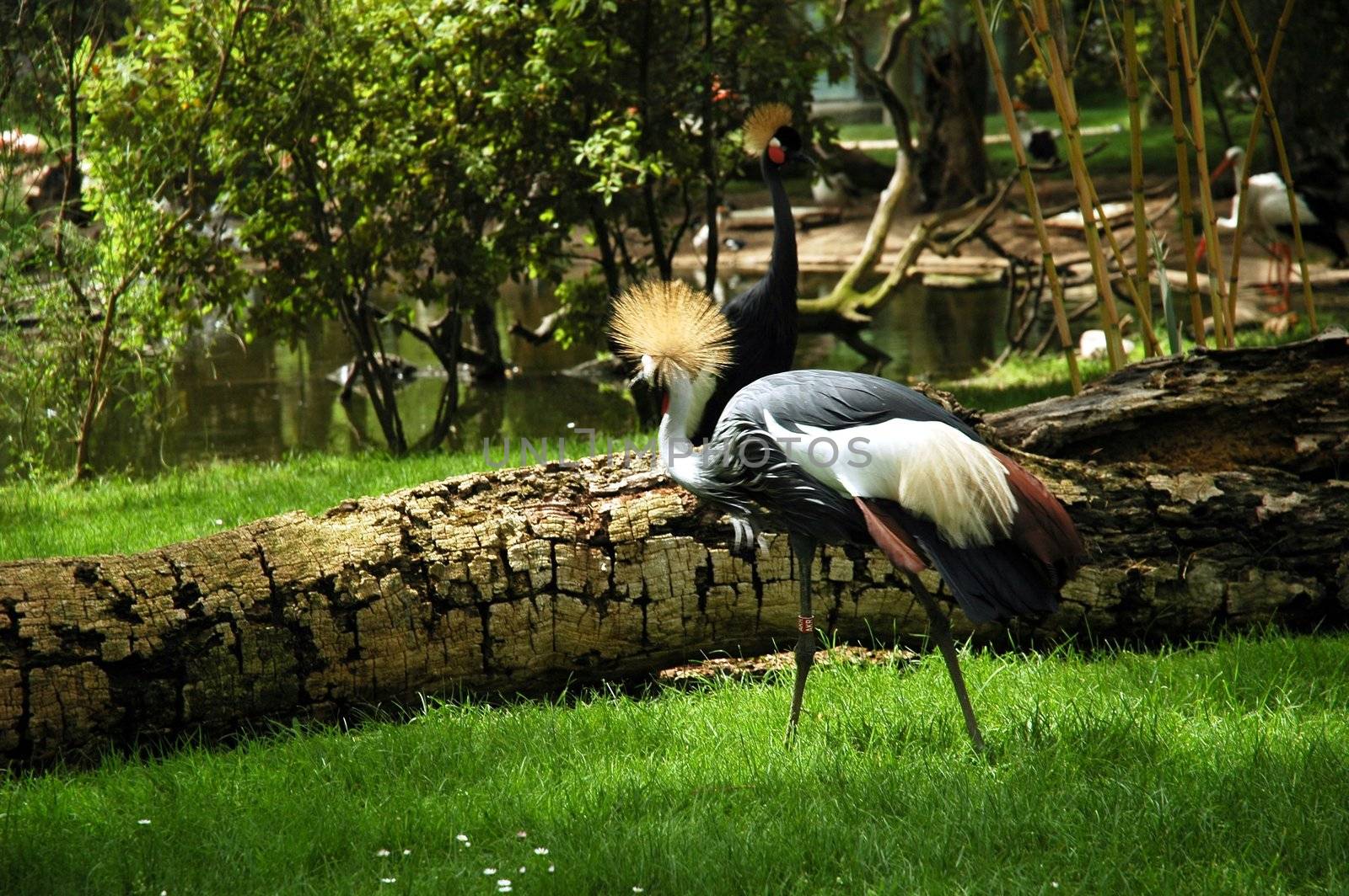 crowned crane by lehnerda