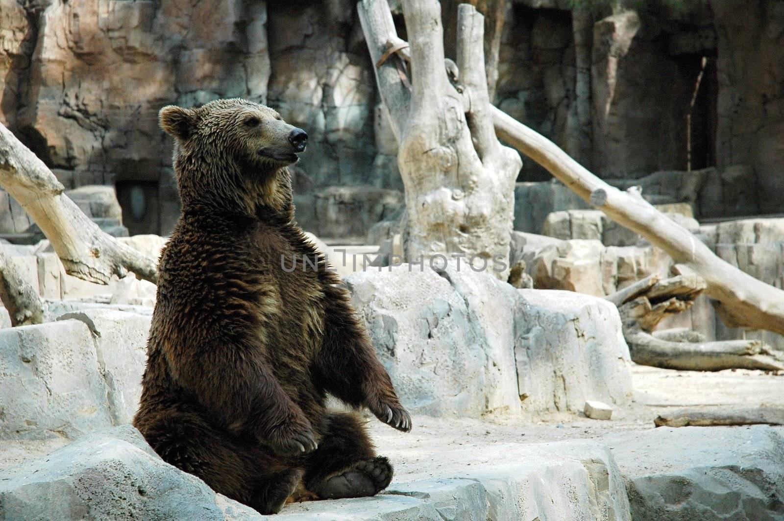 sitting brown bear on rock  in madrid zoo