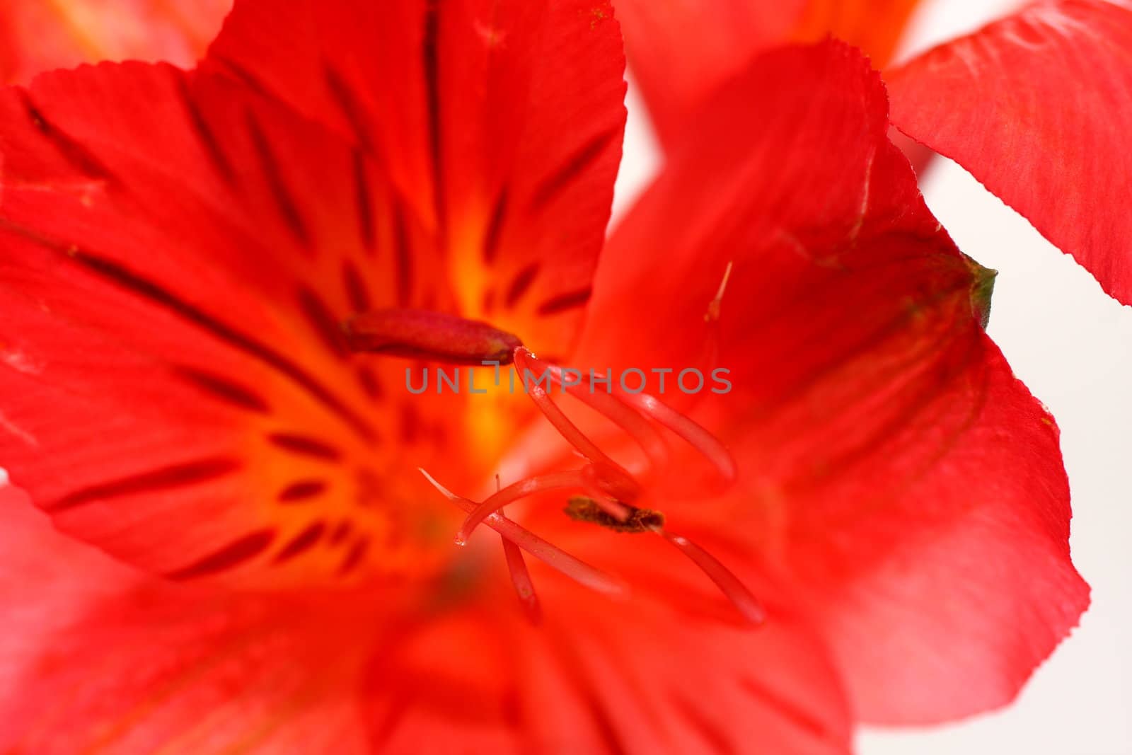 Red peruvian lily on white background in a wine glass