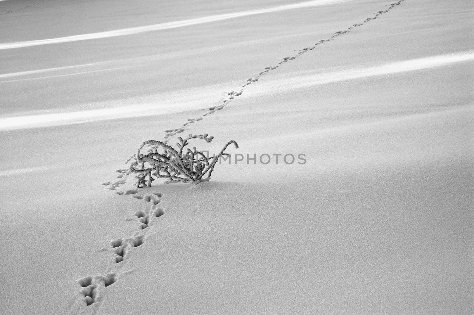 snowy field with small bush and footprint of rabbit