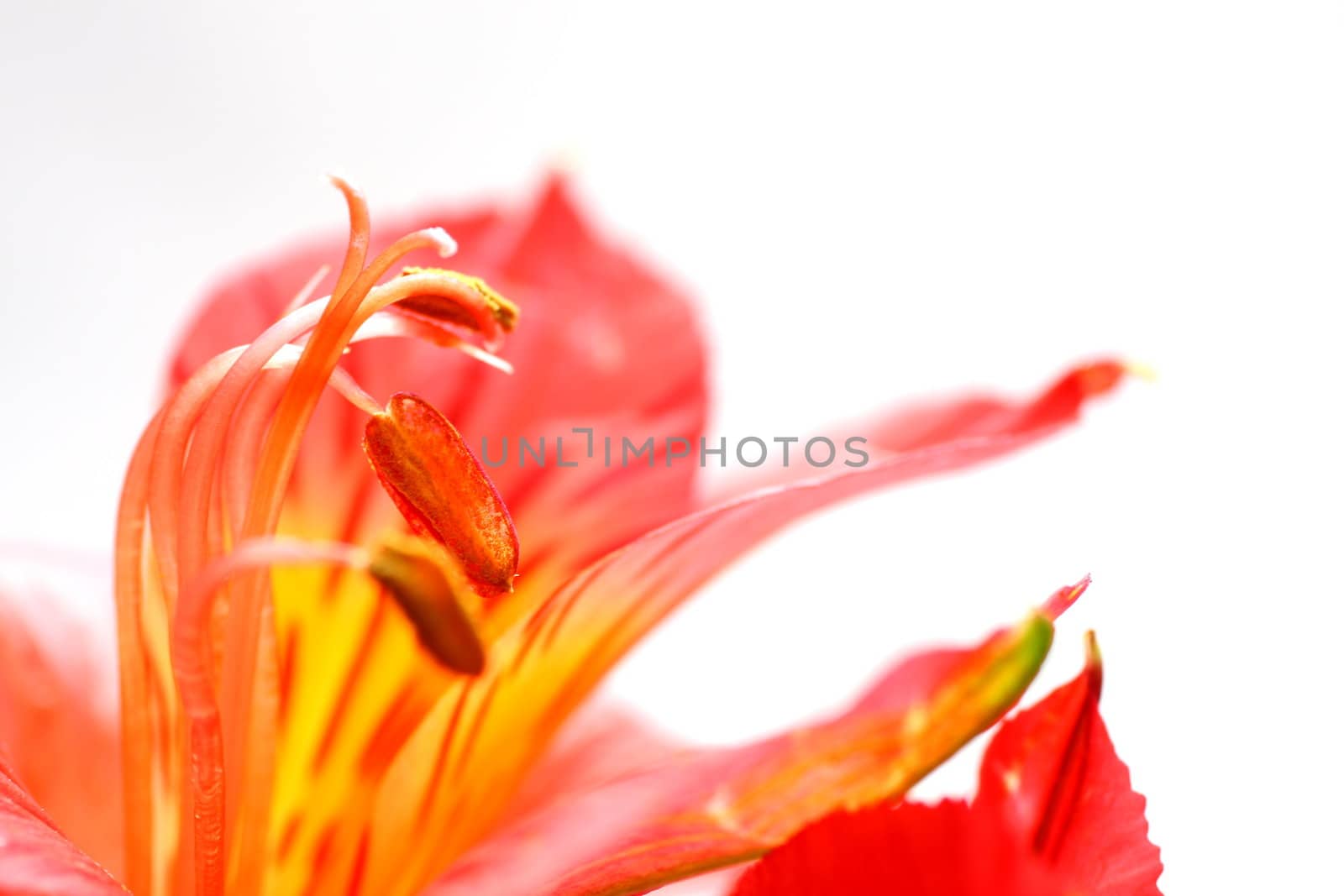 Red peruvian lily on white background in a wine glass