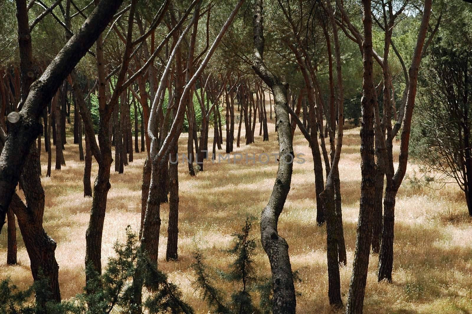 madrid park by the Zoo, very dry grass and green trees