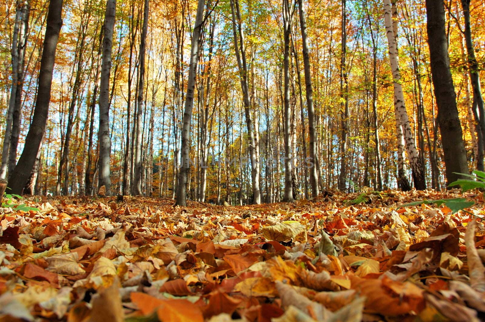 autumn in forest by lehnerda