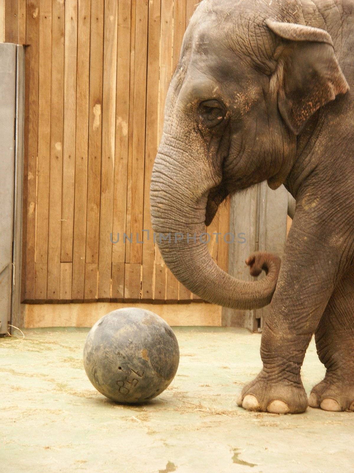 elephant in ostrava zoo plays with ball