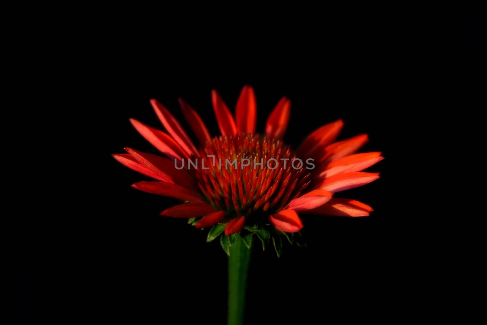 A cone flower with a soft focus and selective lighting all done on a black background.