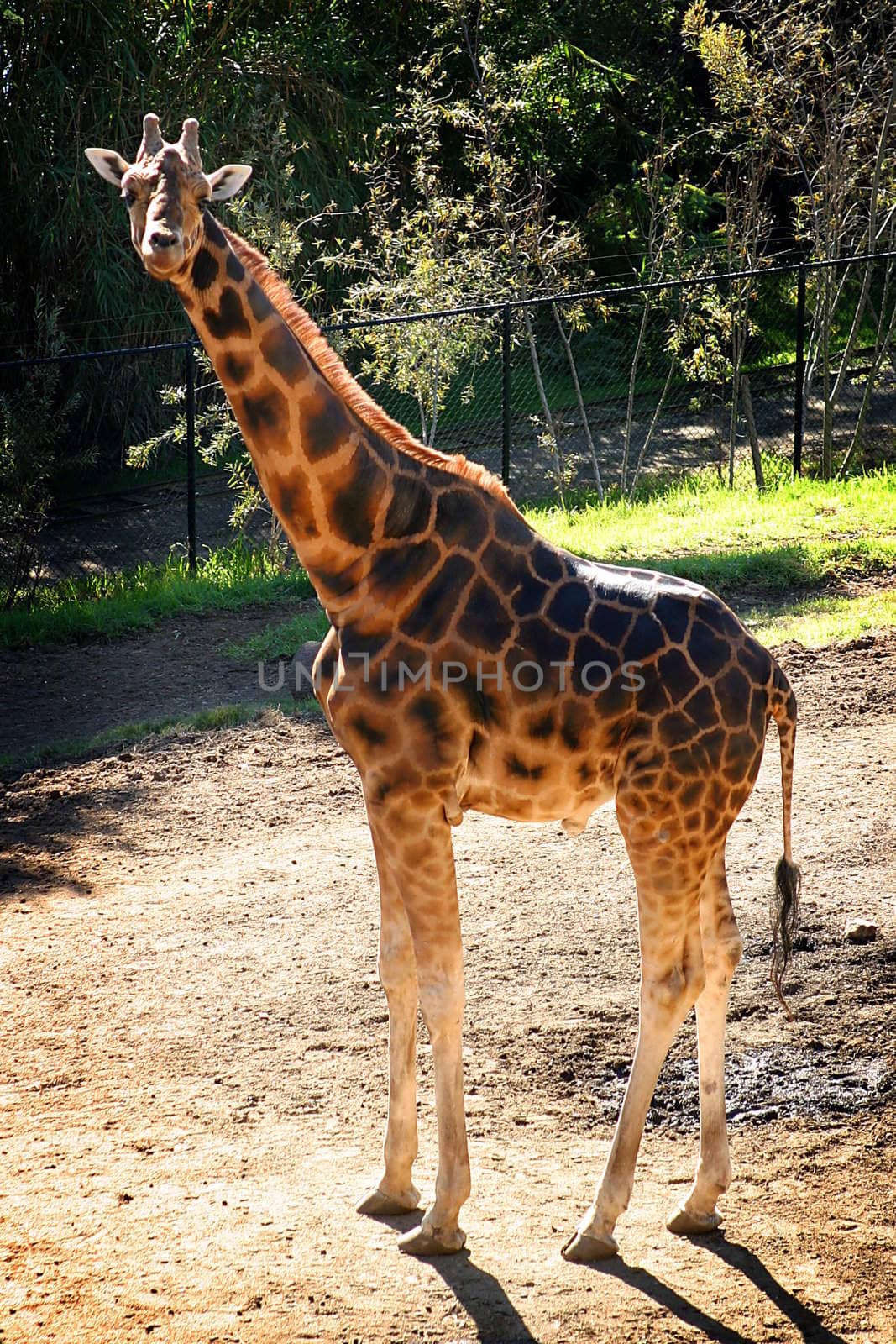 Baringo Giraffe by hlehnerer