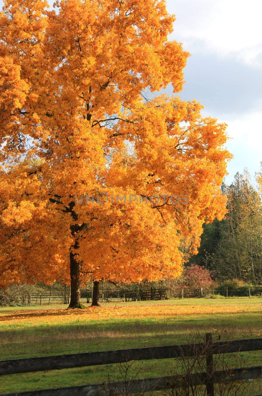 Single tree in yellow orange true autumn color