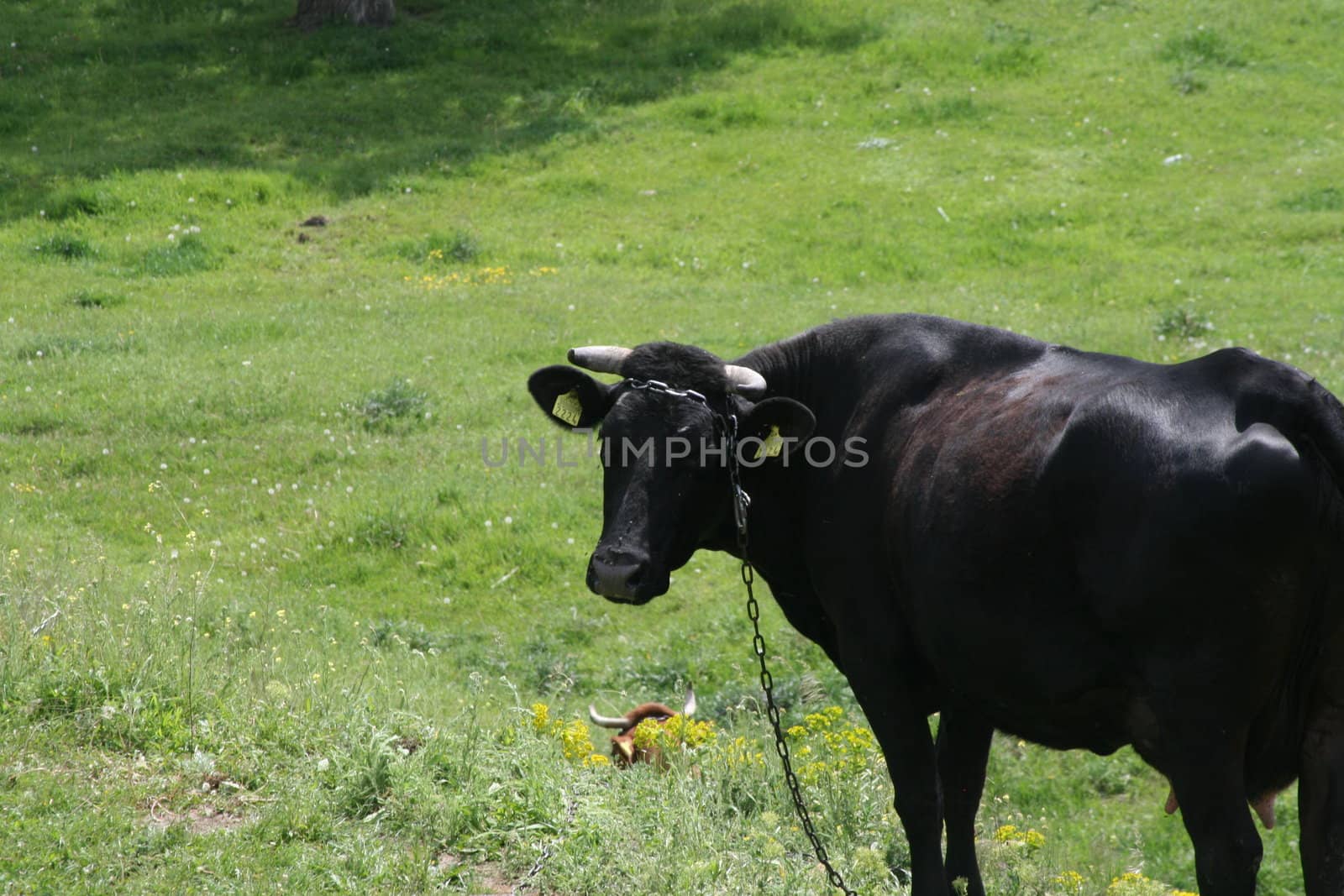 a labeled black cow on green grass