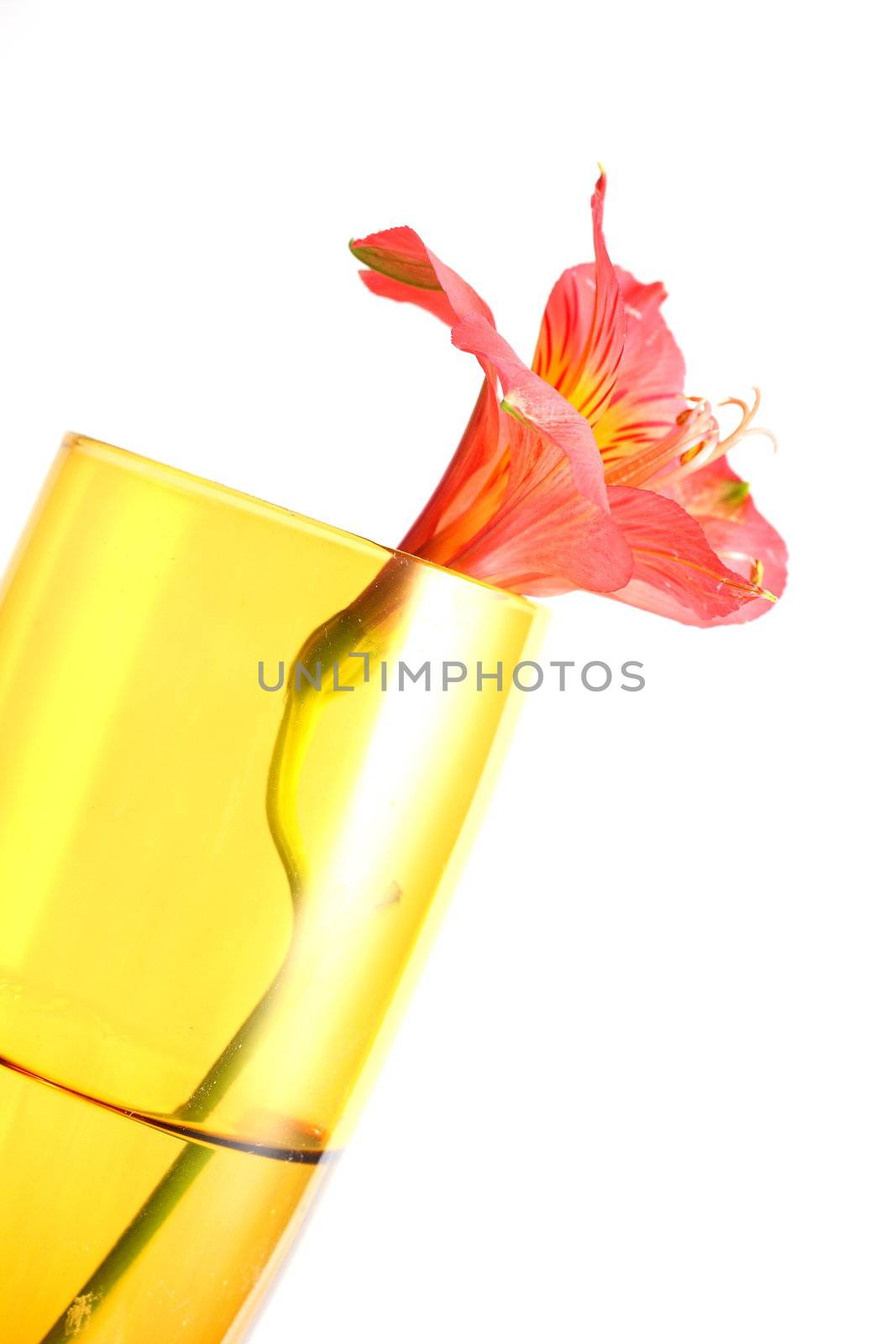 Isolated shots of red Peruvian Lilies in champagne glass on white background.