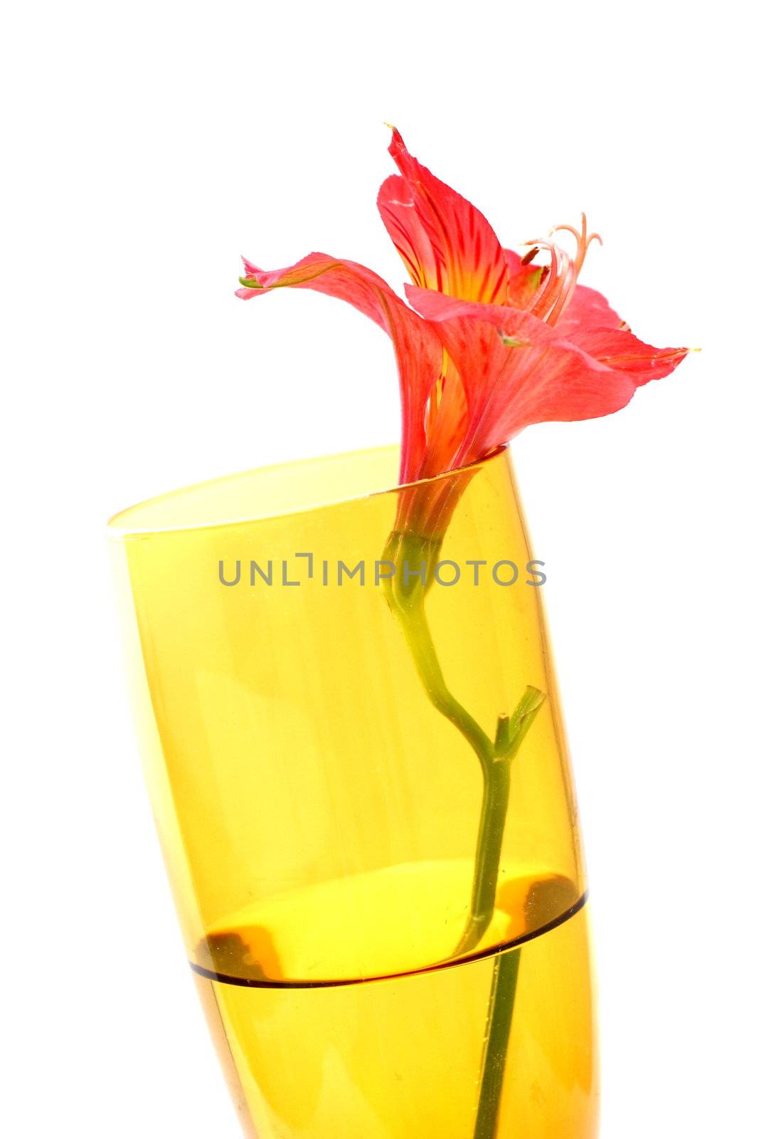 Isolated shots of red Peruvian Lilies in champagne glass on white background.