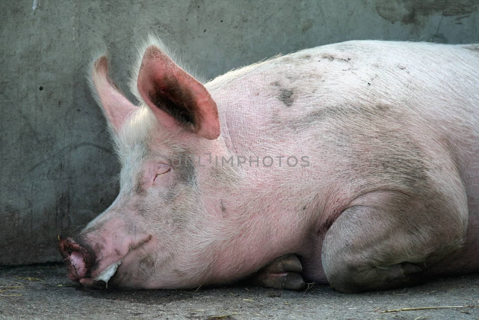 Dirty tired pig sleeping outdoor in a farm