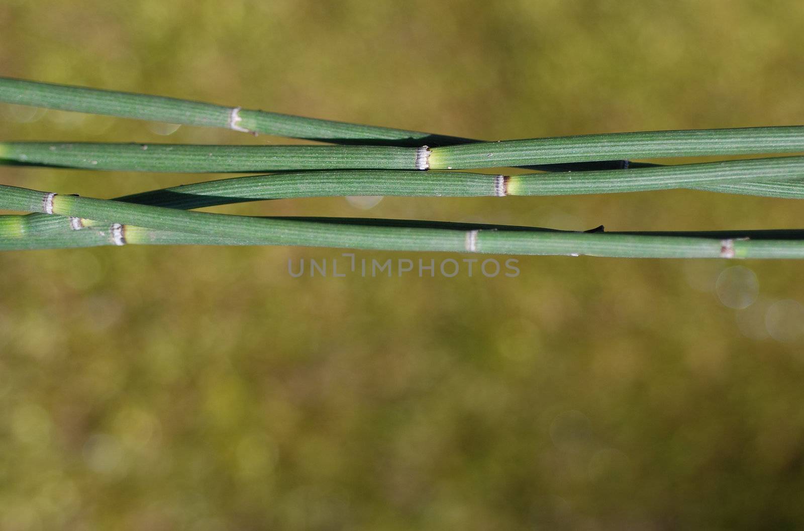 Horizontal green horsetail