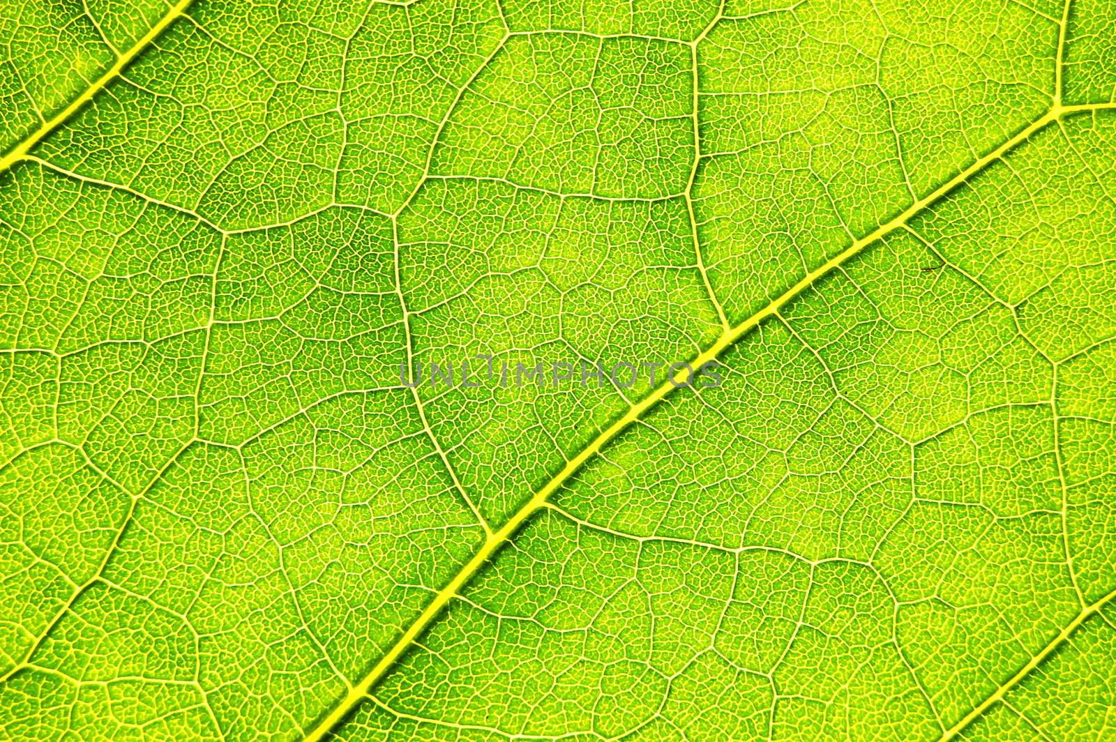 structure texture and pattern of green leaf