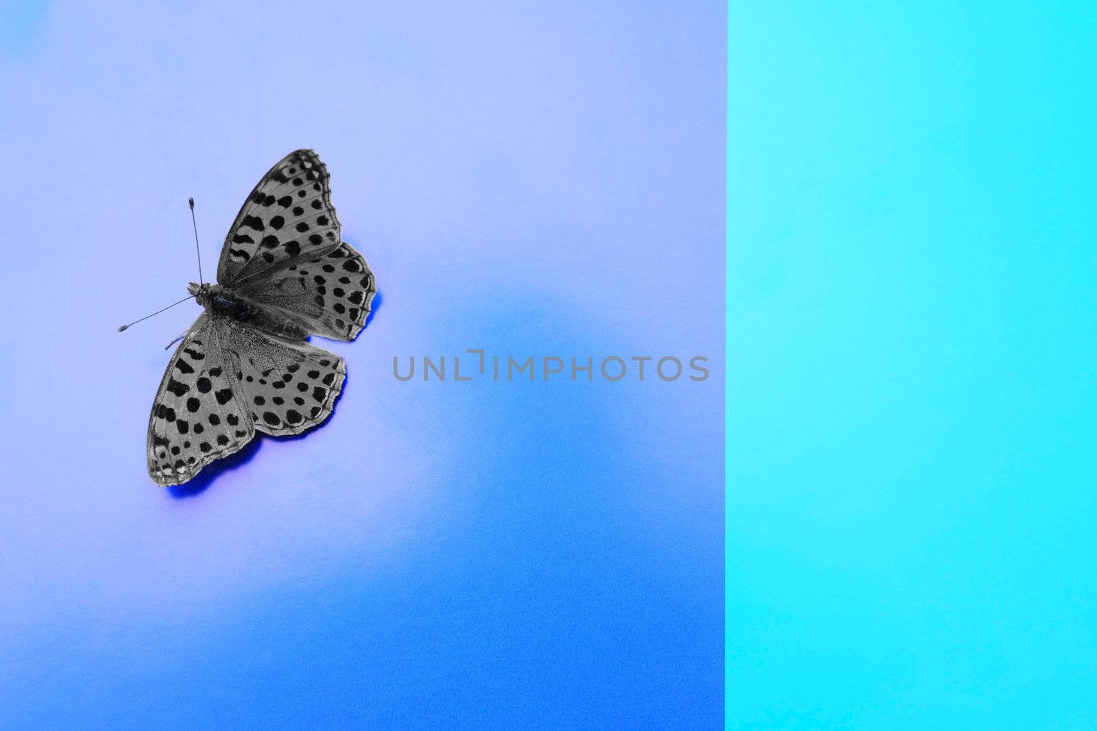 A grey butterfly on the blue
