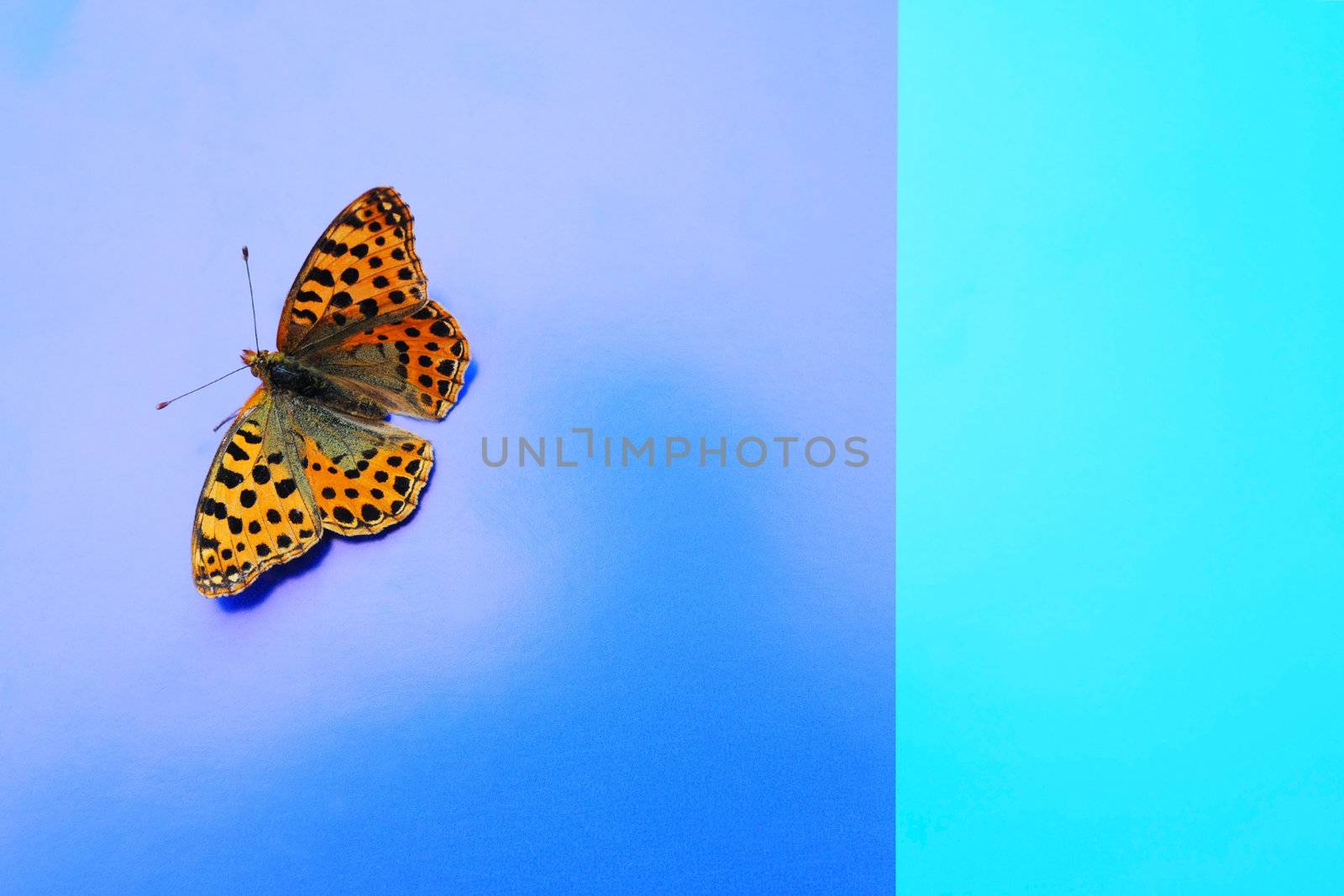 A butterfly on the blue