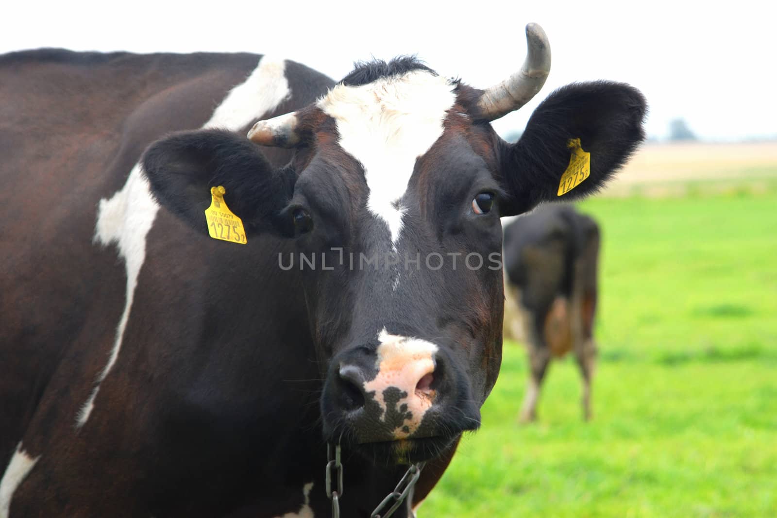 Cow on the green meadow