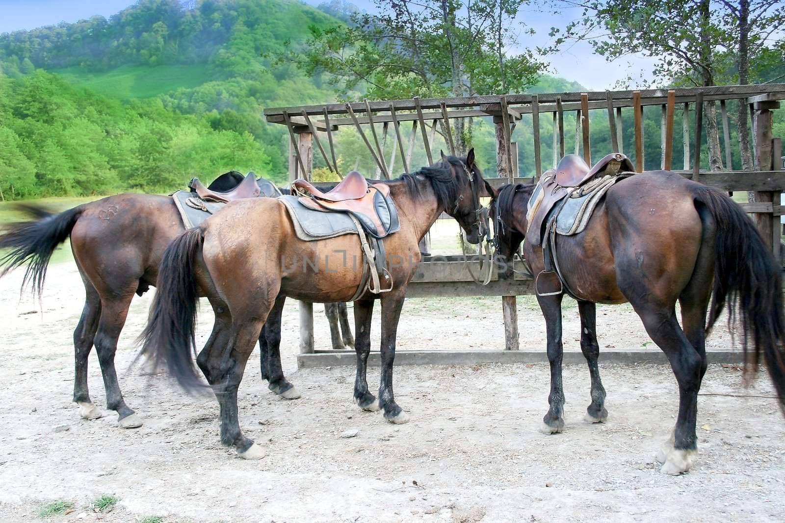 saddled on tether on background of the mountain tops