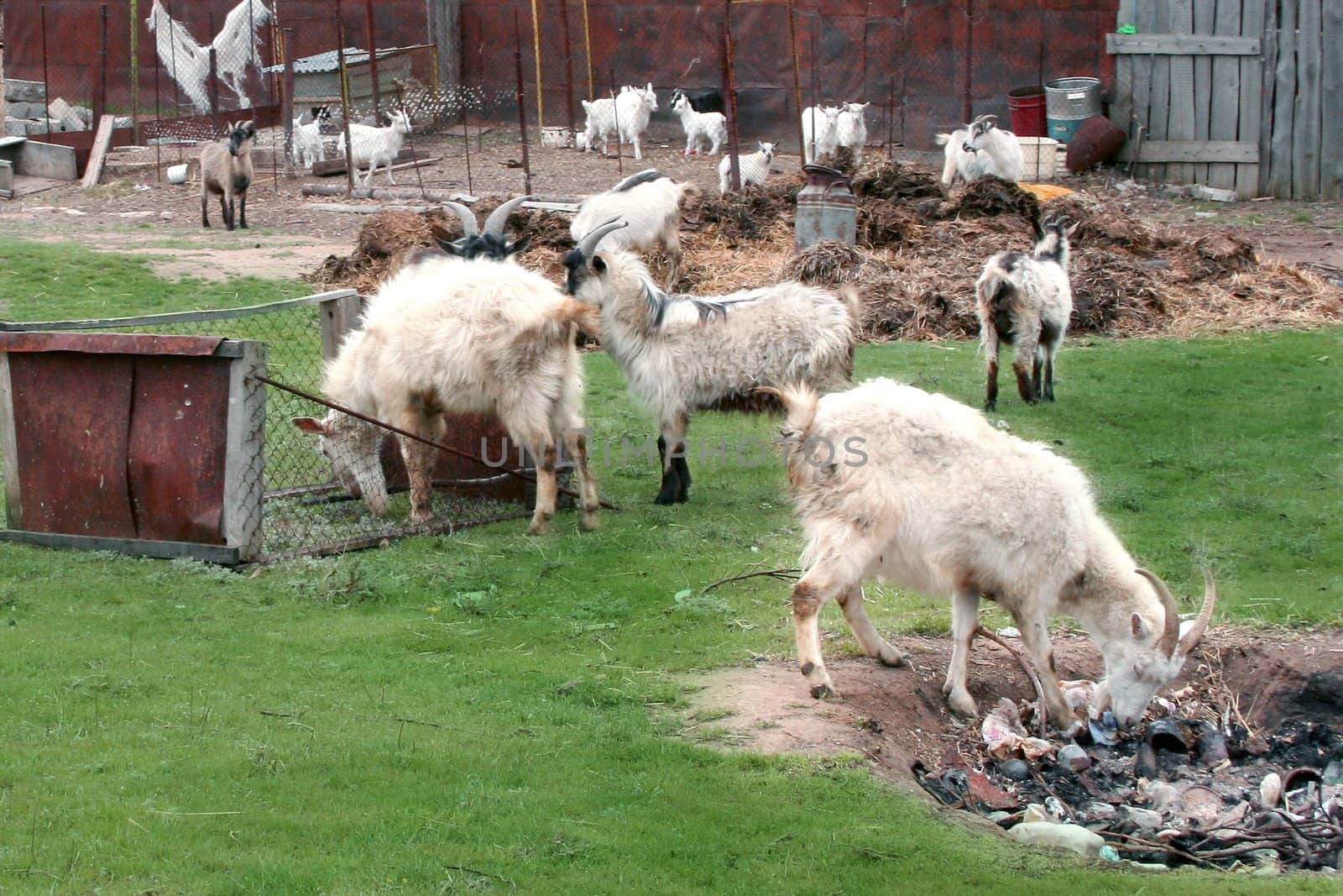 home nanny goats on green herb of the country farm