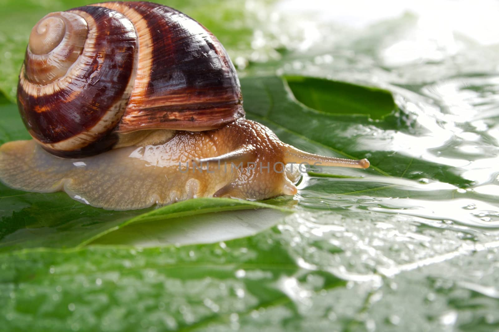 Snail by Goruppa