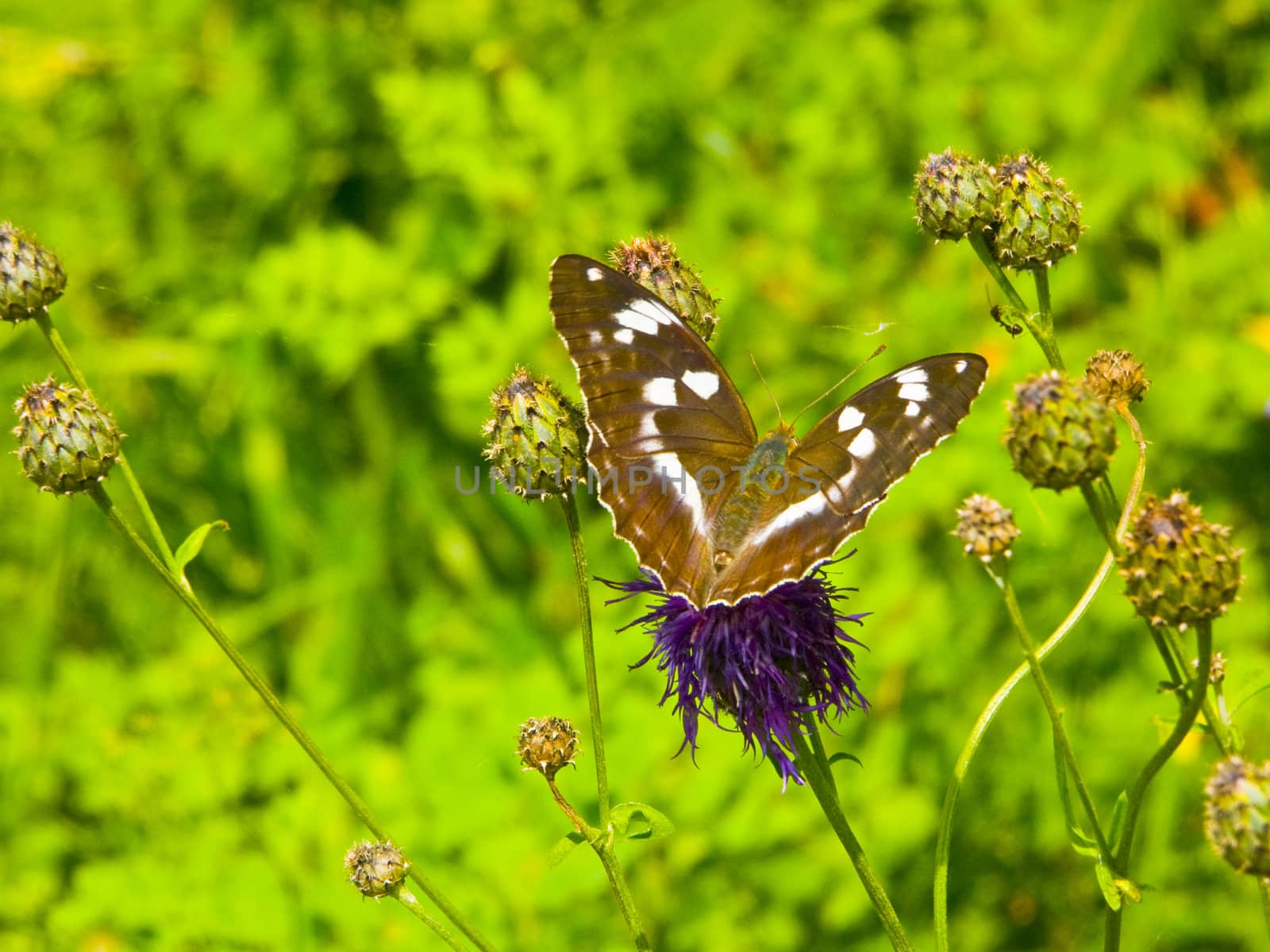 The image of butterflies, on plants . 