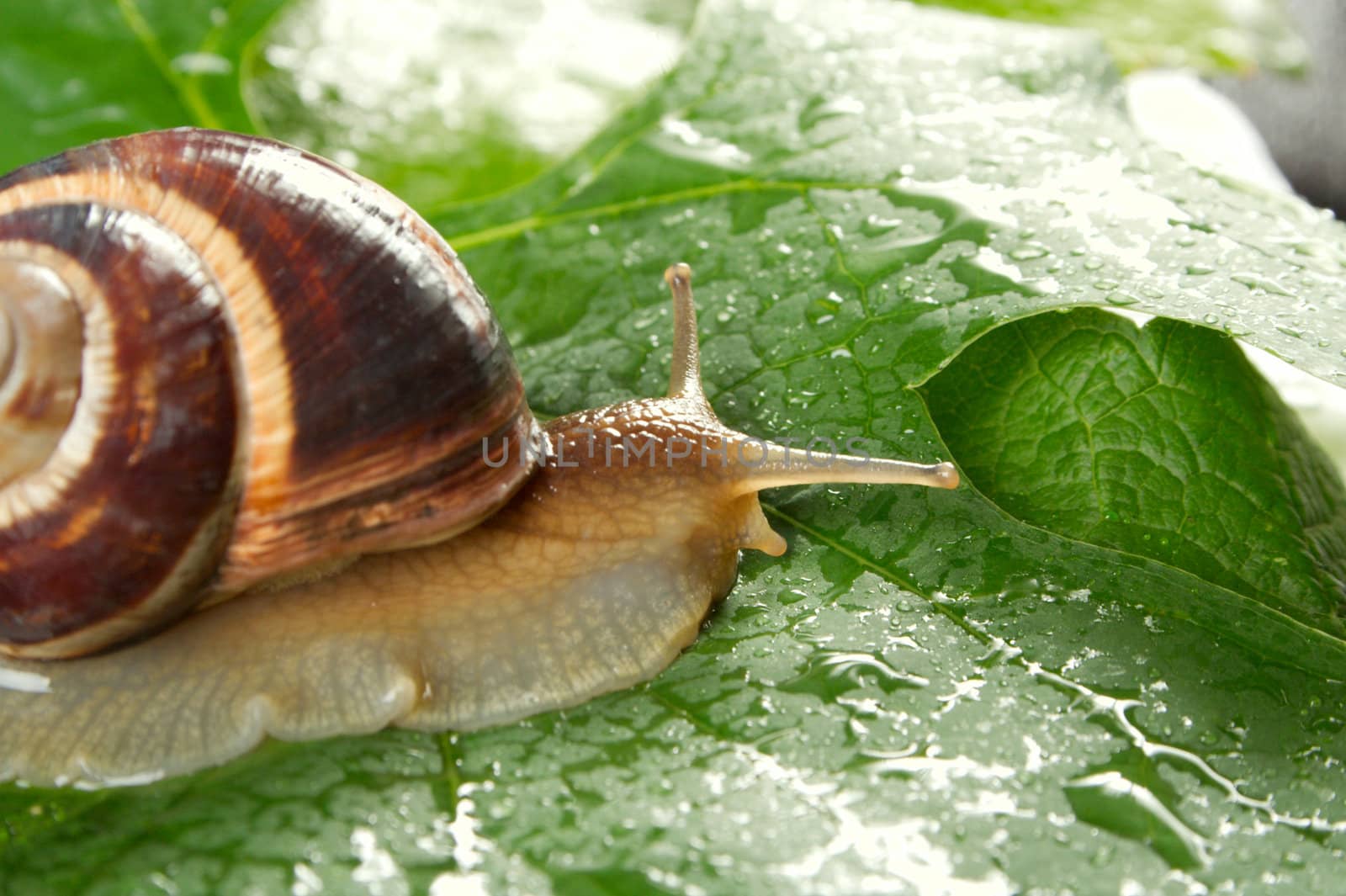 Grape snail on a sheet of a grapes in drops of a rain